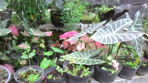 Tips Merawat Keladi Dan Ciri Ciri Keladi Tikus Youtube