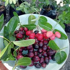 Image result for Carissa spinarum