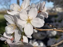 For images of cherry trees bearing fruit, search for cherry fruit_tree. You Have To See This The Cherry Blossoms In New Jersey