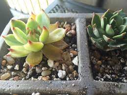 How To Save A Succulent Whose Leaves Are Turning Yellow World Of Succulents Succulents Planting Succulents Growing Succulents