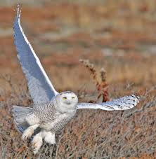 Birds Of Prey Cape Cod Ma Snowy Owl On West Dennis Beach Ma By Jeremiah R Trimble Snowy Owl Owl Owl Images