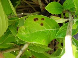 Image result for Cercospora hydrangea