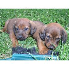 Image result for alpský brakýř jezevčíkovitý