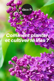 Comment Planter Et Cultiver Le Lilas Comment Planter Lilas Arbuste Ornemental