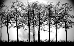 Black And White Road Wallpaper Hd Tree Black And White Wallpaper Hd Ks6 Black And White Tree Tree Wallpaper Black And White