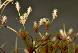 Image result for Fimbristylis squarrosa