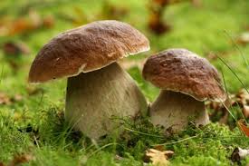 Epingle Par Tricia Miller Sur Mushrooms Champignons Farcis Champignon Comestible Cepes