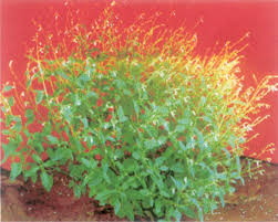 Image result for Aeollanthus pubescens