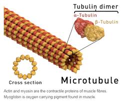 Maybe you would like to learn more about one of these? Solved Mitotic Spindle Is Mainly Composed Of Which Protein Act Self Study 365