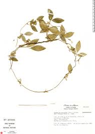 Image result for Galactia striata