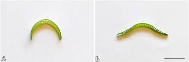 Image result for Crinum rautanenianum