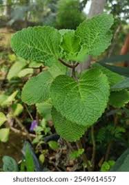 Image result for Tetradenia