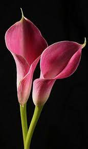 Pink Calla Lilies Image By Vidhya Velayutham In 2020 Pink Calla Lilies Purple Calla Lilies Pink Flowers Photography