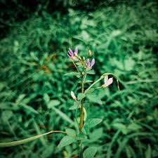 Image result for Cleome rutidosperma