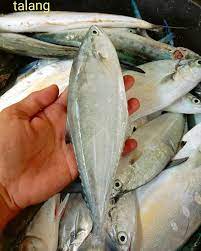 Ia merangkumi kesemua jenis ikan yang diproses dengan cara sebegini. Cnh Seafood Ikan Talang Jual Ikan Segar Online Siap Facebook