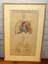 Anatomical Posters Charts Medical Vintage Macabre Antique Wall Art Dentist Industrial Tattoo Mancave