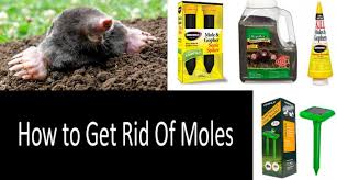 Castor oil has the ability to get rid of scars and moles, while baking soda has drying properties that aid in making the process faster. Best Mole Killers In 2021 Poisons Traps And Repellents
