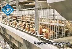 Types of Cages in Poultry, Multi-layer Poultry Broiler Cage ...