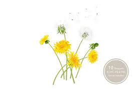 Dandelion Bouquets Dandelion Drawing Dandelion Photo Overlays