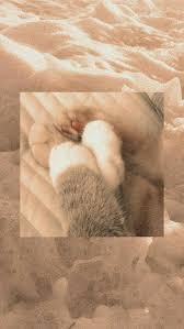 Download your new transparent background image, change the background, or create stunning graphics with the adobe spark online. 16 Ide Lookscreen Kucing Kucing Seni Kucing Binatang