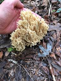 Image result for Ramaria stricta