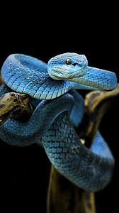 Snakes generally are distinguished from lizards—which also belong to order squamata, but are placed in suborder sauria (or lacertilia). Download Blue Snake Wallpaper By Susbulut 67 Free On Zedge Now Browse Millions Of Popular Black Wallpapers And Ringtone Snake Wallpaper Pet Snake Animals