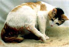 A cat's labor signs can be divided into three different stages, which we'll discuss in detail, but even before that first stage of labor hits, there are a few things to look for as well. Cat Birth International Cat Care