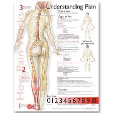 Human Spine Disorders Anatomical Chart Unmounted An