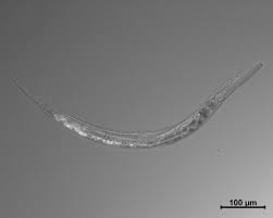 Image result for Monotes elegans