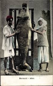 Dewgong seems to be based on a dugong, manatee, or beluga whale, sightings of which are thought to be the origin of the mythical mermaid. Ansichtskarte Postkarte Aden Jemen Mermaid Akpool De
