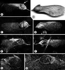 Image result for Securidaca welwitschii