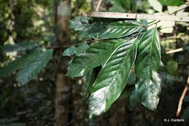 Image result for Annickia