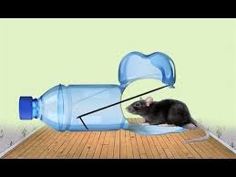 How to make a cheap and humane rat/mouse trap. Homemade Mouse Trap Simple Humane Rat Trap Youtube Homemade Mouse Traps Mouse Trap Diy Rat Traps