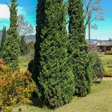 We did not find results for: Conifer Spartan Juniper Garden Express