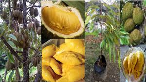 Teknik pemangkasan pokok durian agar durian cepat berbuah. Cara Menanam Benih Durian Musang King Yang Betul Lepat Pisang