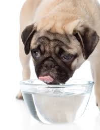 Diarrhea is a common problem for our canine companions. The Best Dog Food For Dogs With Diarrhea And Loose Stools