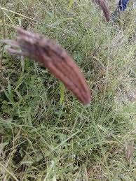 Image result for Chloris pilosa