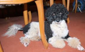 Only guaranteed quality, healthy puppies. Min Poodle Pups