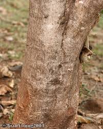 Image result for Croton megalobotrys