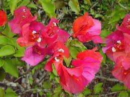 Bougainvillea Flowers Bougainvillea Flora
