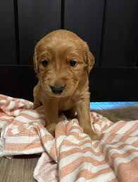 Golden Retriever Puppy Must Haves and Introduction Tips