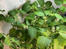 Image result for Solanum scabrum