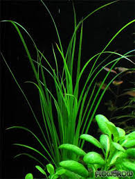 Image result for Cyperus spiralis