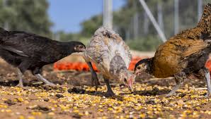 Turn the leaves once, halfway through cooking. The Definitive List Of Chicken Treats What Can Chickens Eat