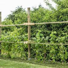 Himbeeren werden immer noch der ernte vor dem winter zurückgeschnitten. Himbeeren Pflanzen Pflegen Und Ernten Mein Schoner Garten