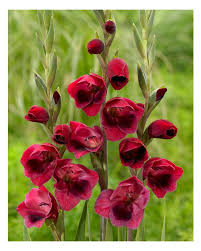 Image result for Gladiolus rubellus