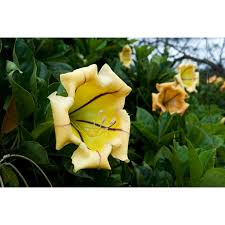 Image result for Solandra maxima