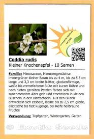 Image result for Coddia rudis