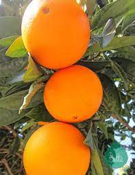 Naranjas Www Bittebcn Blogspot Com Es Color Anaranjado Naranja Citricos