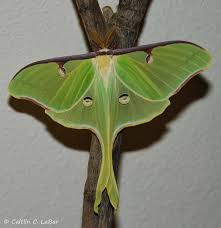 Species Profile Luna Moth Luna Moth Moth Species